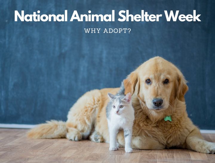 National Animal Shelter Week North East Animal Hospital